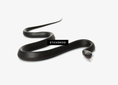 Black Snake Png - Common Kingsnake, Transparent Png, Free Download