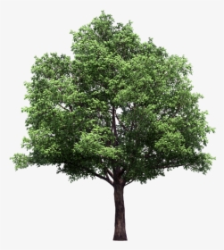 Vector Trees Plan Png - Narra Tree Png, Transparent Png, Free Download