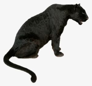 Leopard Tiger Jaguar Black Panther Lion - Tiger Jaguar Panther Lion, HD Png Download, Free Download