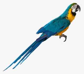 #macaw #parrot #bird - Parrot, HD Png Download, Free Download