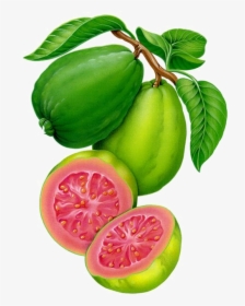 Guava Watercolor, HD Png Download, Free Download