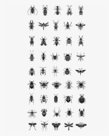 Pictogramme Insecte, HD Png Download, Free Download