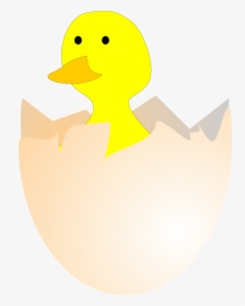 Chick Hatching Egg Free Photo - Gambar Telur Bebek Menetas, HD Png Download, Free Download