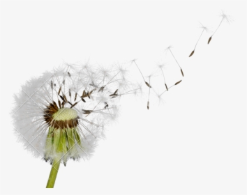 Dandelion Transparent Blown - Dandelion Blowing In The Wind Png, Png Download, Free Download