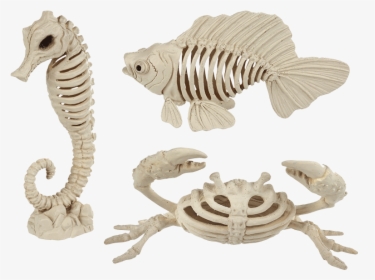 Halloween Sea Life Skeleton, HD Png Download, Free Download