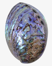Paua Shell - Bead, HD Png Download, Free Download