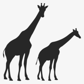 Image Freeuse Huge Freebie Download For - Two Giraffe Picture Black And White, HD Png Download, Free Download