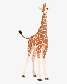 Vector Giraffe Shadow - Transparent Clipart Of A Giraffe, HD Png Download, Free Download