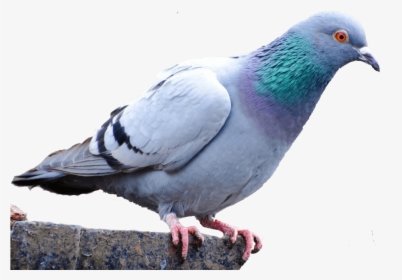 Rock Dove, HD Png Download, Free Download
