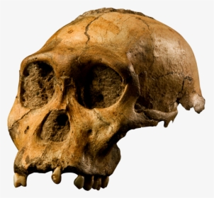 Questions About Darwinism And Cultural Touchstones - Hominin Fossil South Africa, HD Png Download, Free Download