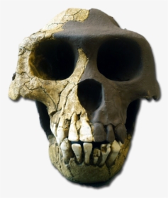 Ardipithecus Ramidus Skull White Background, HD Png Download, Free Download