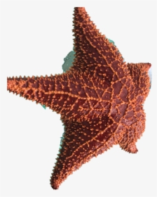 #sea #ocean #seastar #freetoedit - Starfish, HD Png Download, Free Download
