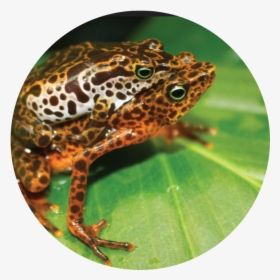 Harlequin Toads - Pickerel Frog, HD Png Download, Free Download