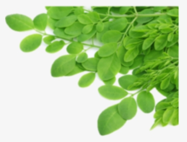 Thumb Image - Transparent Background Moringa Leaves Png, Png Download, Free Download