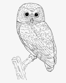 Australian Drawing Barn Owl - Owl Black And White Png, Transparent Png, Free Download