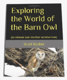 Barn Owl, HD Png Download, Free Download