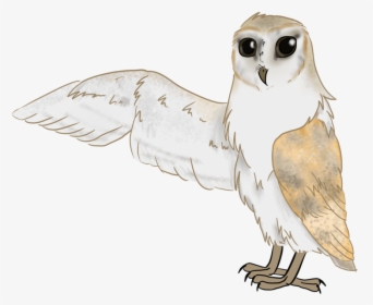 Australian Drawing Barn Owl - Snowy Owl, HD Png Download, Free Download