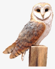 Owl Png Free Image - Barn Owl, Transparent Png, Free Download