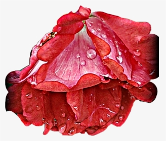 #red #rose #flower #water #drops #pretty - Flower Water Drops Png, Transparent Png, Free Download