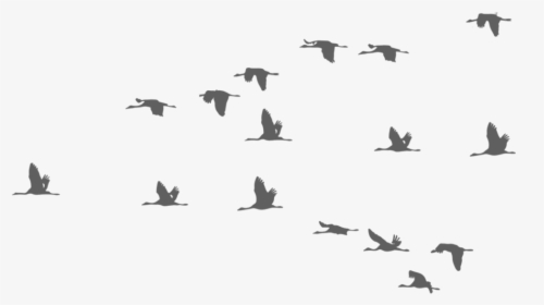 #bird #birds #fly #flying #sky #ftestickers - Flying Crane Bird Silhouette, HD Png Download, Free Download