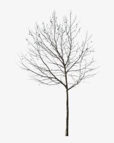 Deciduous Tree Png - Cut Out Winter Tree, Transparent Png, Free Download