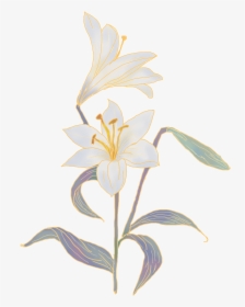 Lily Flowers Png, Transparent Png, Free Download
