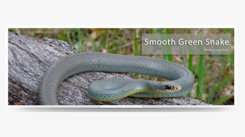 Smooth Earth Snake, HD Png Download, Free Download