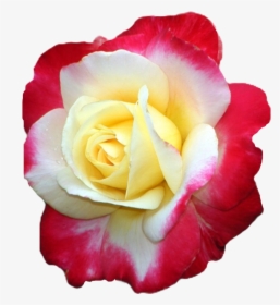 #rose #flowers #rosa #blumen #gulab #beautiful #hermosa, HD Png Download, Free Download