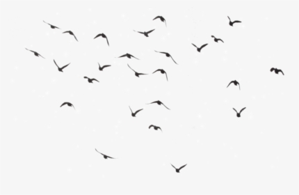 Aesthetic Clipart Bird Picture Download Birds Flying - Birds Flying In Sky Drawing, HD Png Download, Free Download