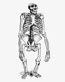 Ape Skeleton Png, Transparent Png, Free Download