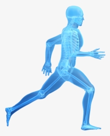 Skeleton Orthopedic, HD Png Download, Free Download