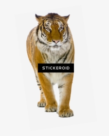 Tiger Front View , Png Download - Transparent Background Tiger Png, Png Download, Free Download