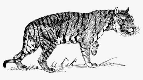 Tiger Png Clipart - Line Drawing Of A Tiger, Transparent Png, Free Download