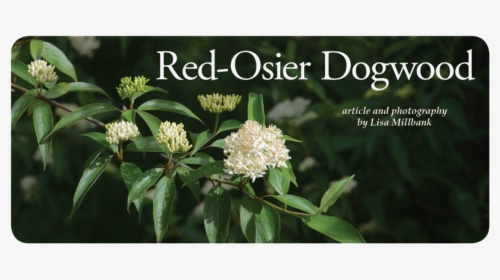 Rodtitle - Red Osier Dogwood Oregon, HD Png Download, Free Download