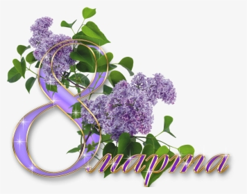Lilac Bouquet, Iu-76 - Праздником 8 Марта Сирень, HD Png Download, Free Download