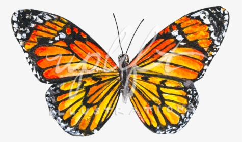 Monarch - Monarch Butterfly, HD Png Download, Free Download