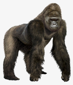 Transparent King Kong Clipart - Gorilla Clipart, HD Png Download, Free Download