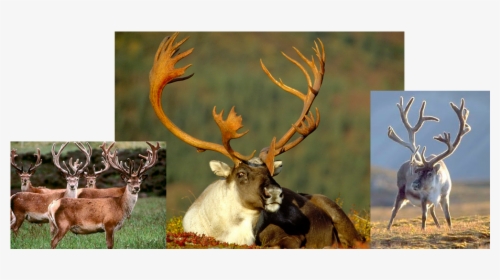 Deer References - Caribou Sitting, HD Png Download, Free Download