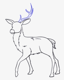 How To Draw Deer - Drawing Of Animals Deer, HD Png Download, Free Download