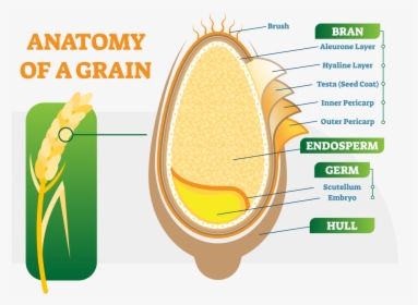 Anatomy Of A Grain Grains In Weight Loss - Whole Grain Anatomy, HD Png Download, Free Download