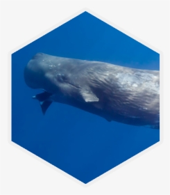 Cephalopod , Png Download - Sperm Whale, Transparent Png, Free Download