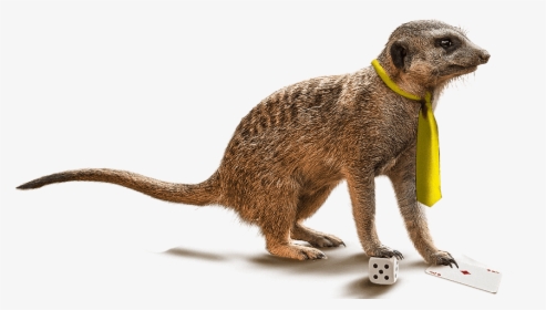 Punxsutawney Phil, HD Png Download, Free Download