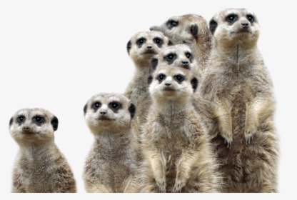 Group Of Meerkats - Meerkat, HD Png Download, Free Download