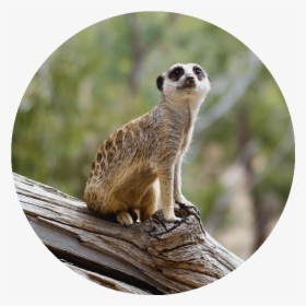 A Meerkat Sits Upon A Log - Meerkat, HD Png Download, Free Download