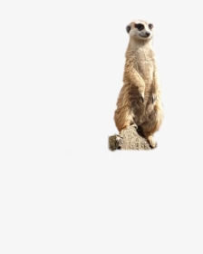 #meerkat #animals - Meerkat, HD Png Download, Free Download