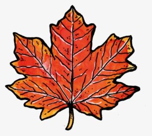 Maple - Maple Leaf, HD Png Download, Free Download