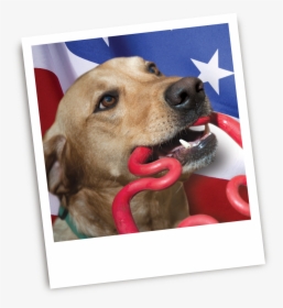 Dog Made In Usa, HD Png Download, Free Download