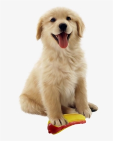 Dog Toys - Brandypickle - Com - Tapete Gelado Pet Cool Mat, HD Png Download, Free Download