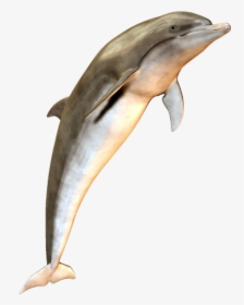 Cute Jumping Dolphin Png Image - Dolphin, Transparent Png, Free Download