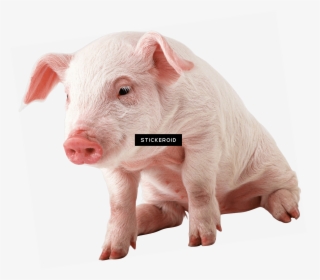 Pig Snout Png - Transparent Pig Png, Png Download, Free Download